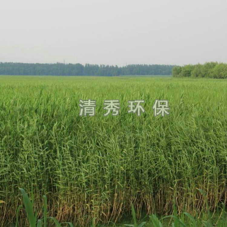 20基地芦苇