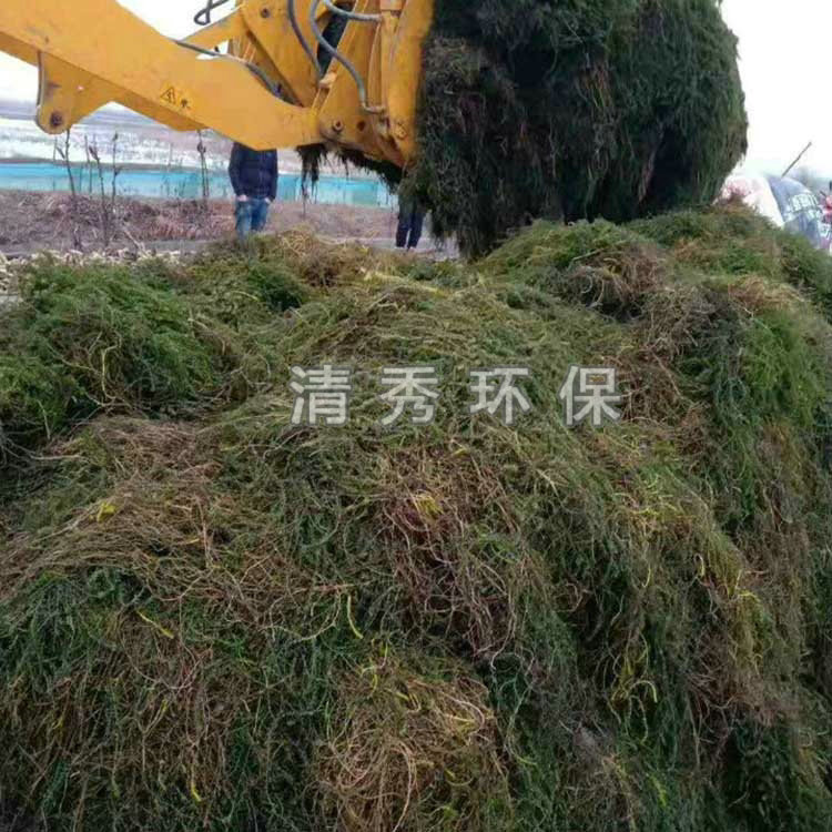 基地伊乐藻