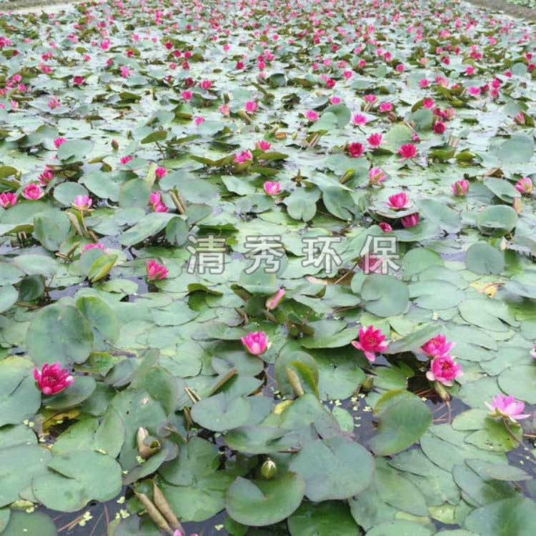 睡莲的属性