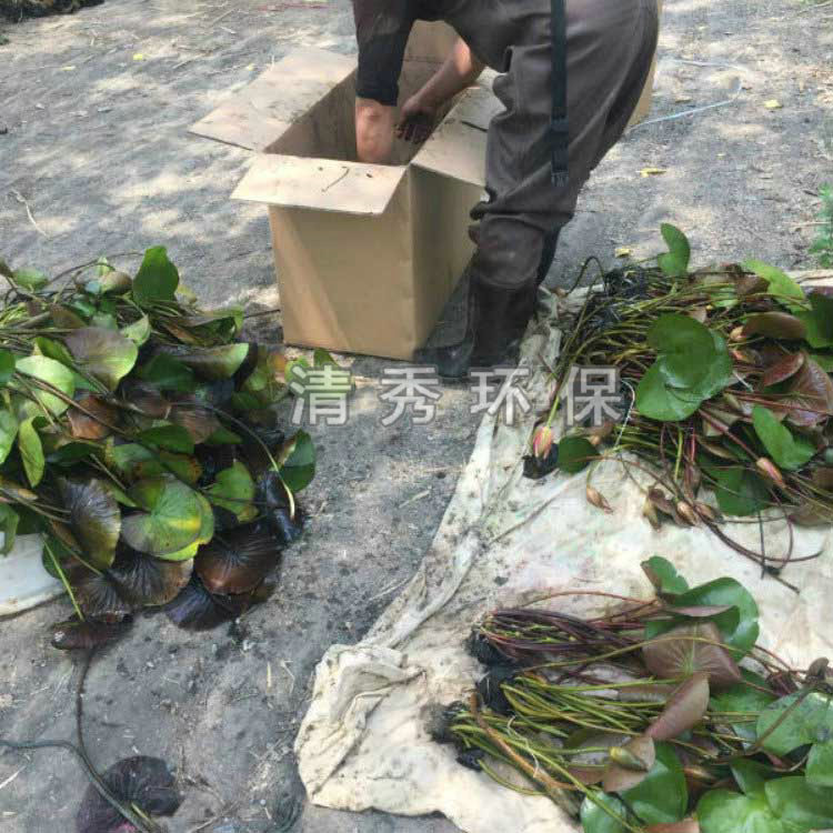 睡莲的病虫害防治 