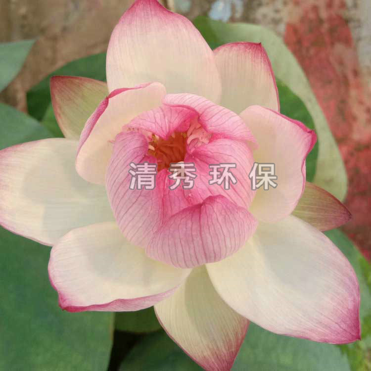 荷花苗常见的花色有哪些