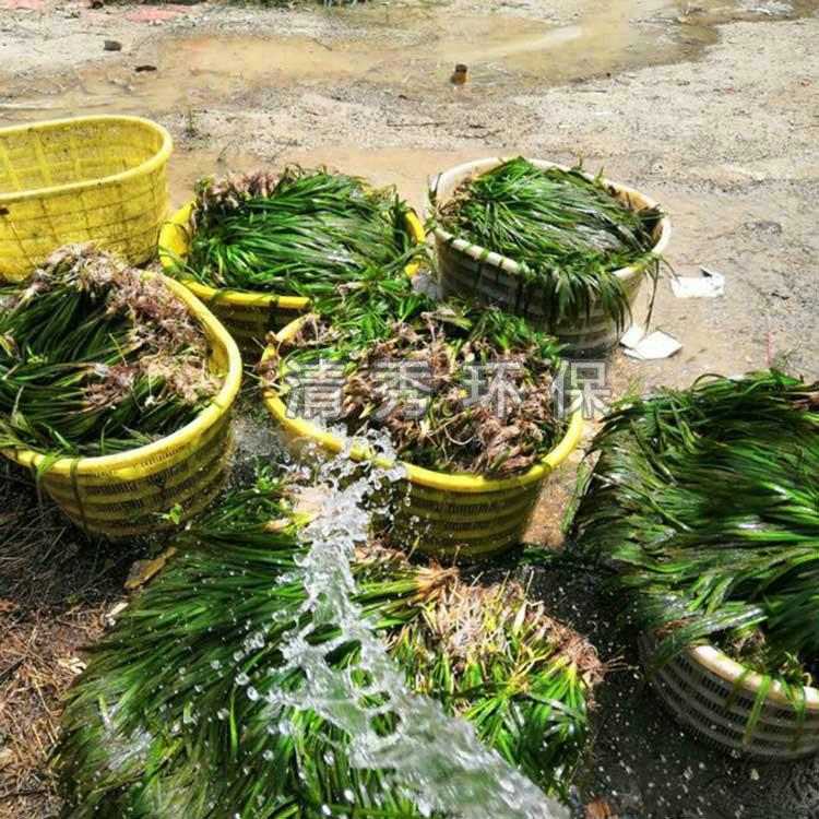 水生植物对污染物的清除及其应用
