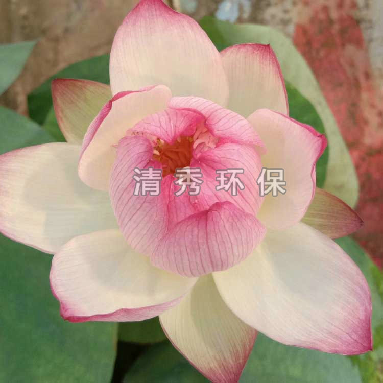 荷花苗常见的花色有哪些