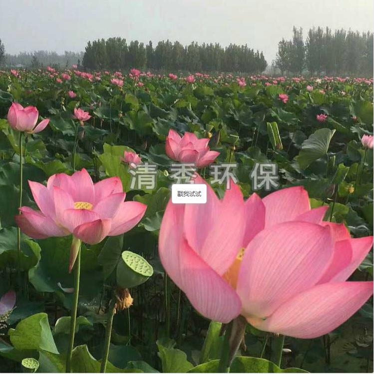 荷花苗种植各方面的要求有哪些？