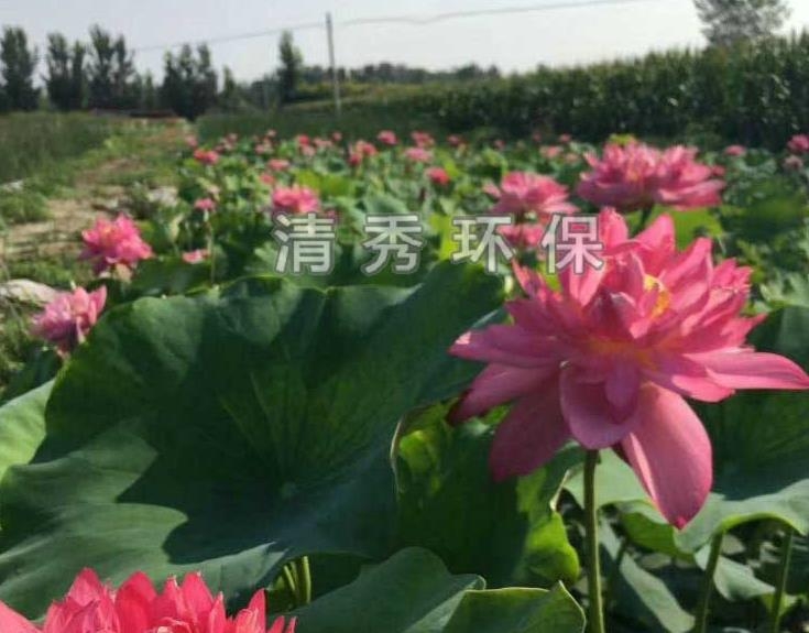 水生植物的生长习性