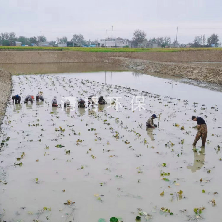 11蚌埠五河睡莲种植