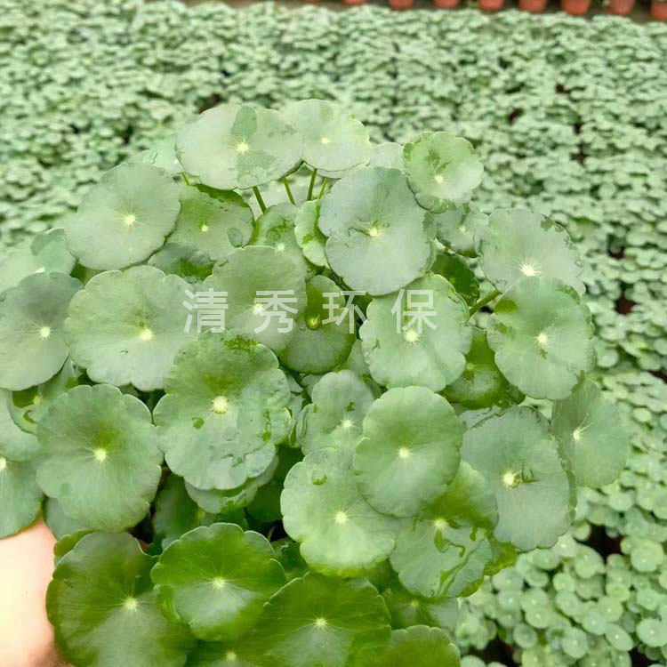 5铜钱草