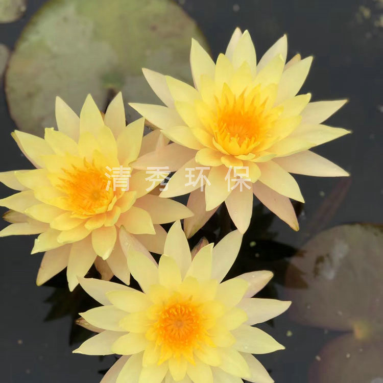 3墨西哥黄睡莲