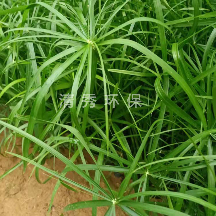 14旱伞草