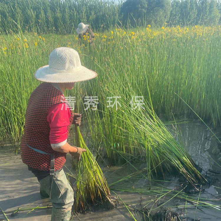 13水葱