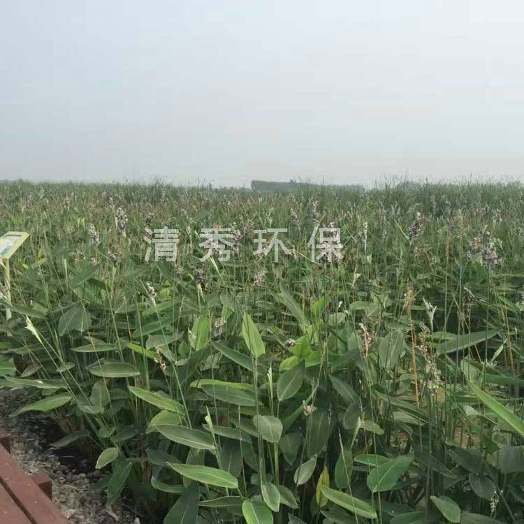 21南通污水处理厂