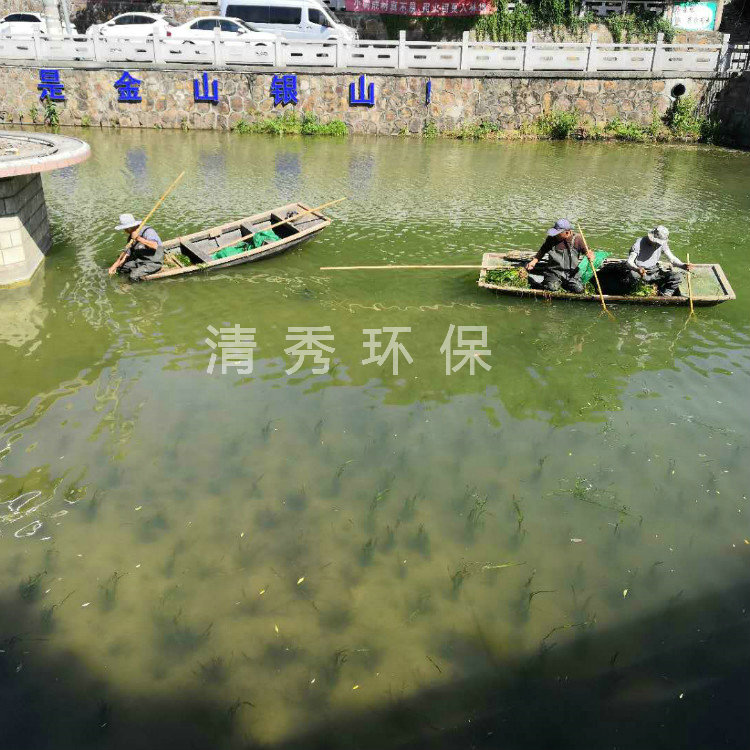 19南京苦草种植