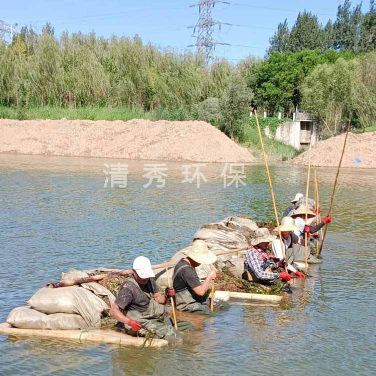 17聊城泗新河种植
