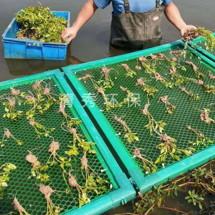 蔬菜浮岛